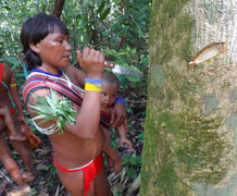 Amazon tree indigenous woman c william miliken and rgb kew main