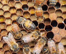 Hive Bees (c) Stephen Martin, UoSalford main